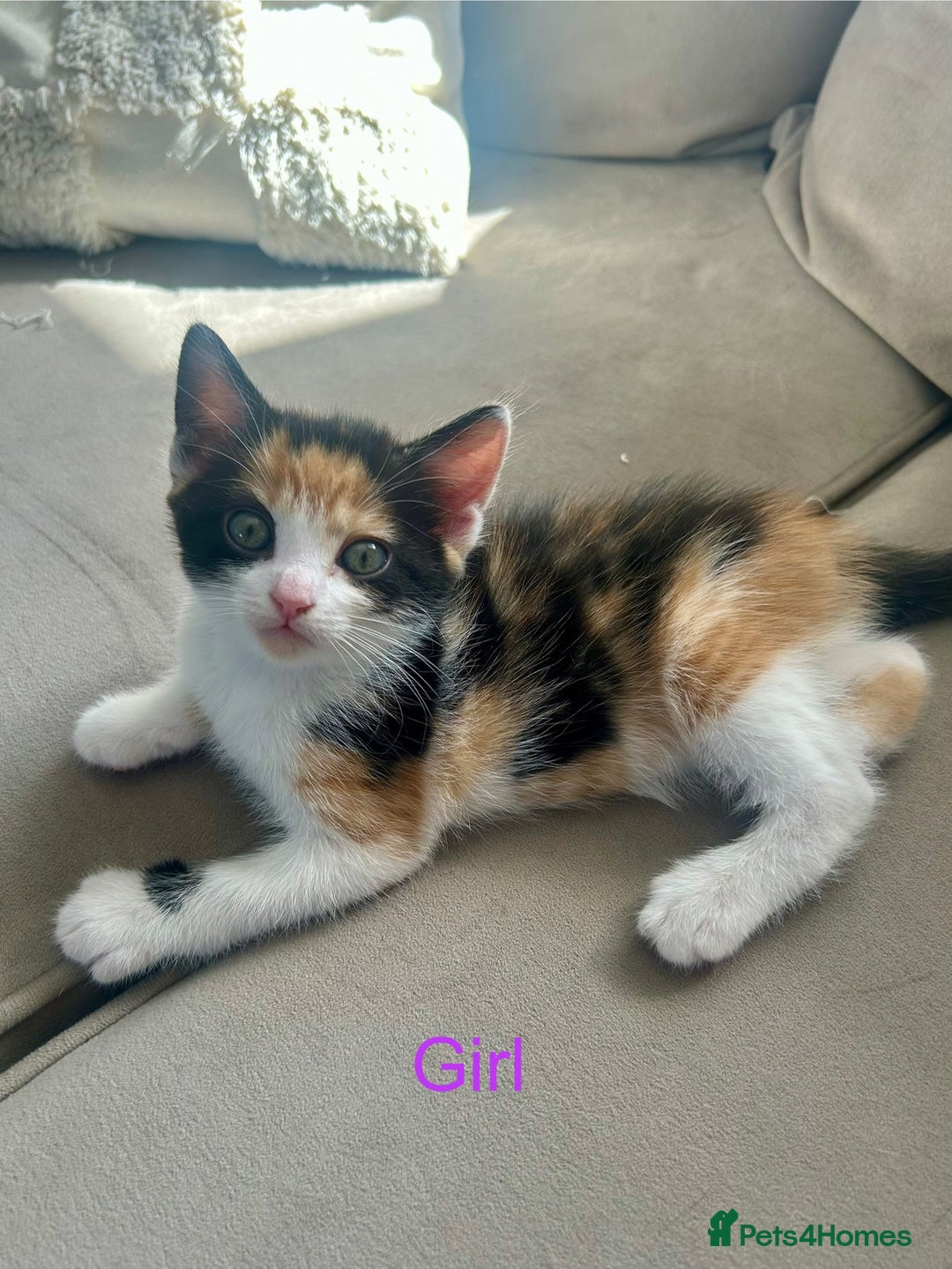 Domestic Shorthair cats for sale: 4 beautiful kittens looking for forever homes  - Image 9