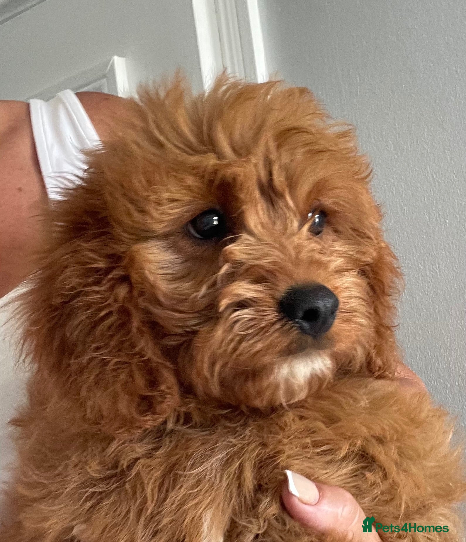Cavapoo dogs ADORABLE CAVAPOO PUPPIES  - Advert 15