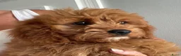 Cavapoo dogs for sale: ADORABLE CAVAPOO PUPPIES  - Advert 6
