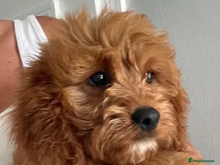 Cavapoo dogs ADORABLE CAVAPOO PUPPIES - Advert 15