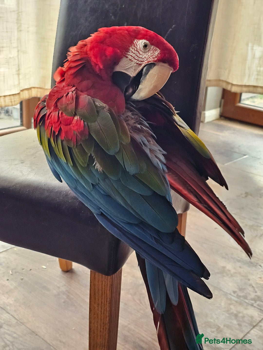 Macaws birds for sale: Semi-tame green wing macaw - Advert 5