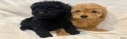 Miniature Poodle dogs for sale: Miniature poodles - Advert 7