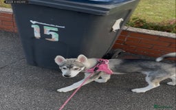 Siberian Husky dogs for sale: 4 Month old husky  - Image 3