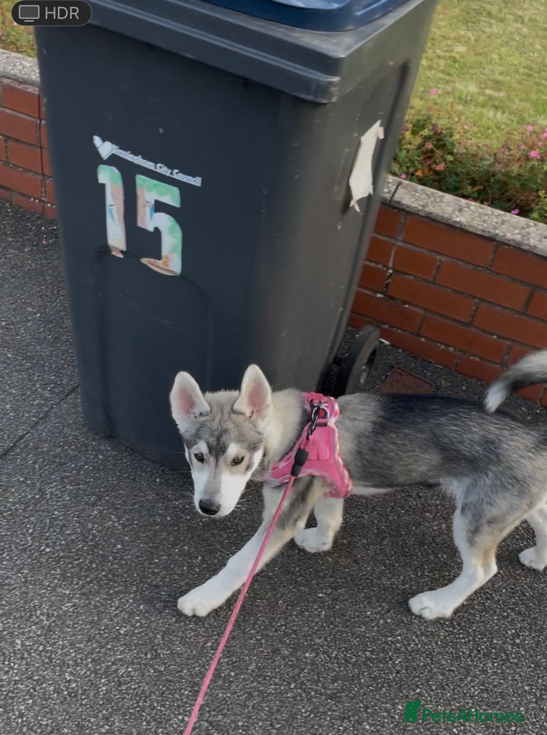 Siberian Husky dogs for sale: 4 Month old husky  - Image 3