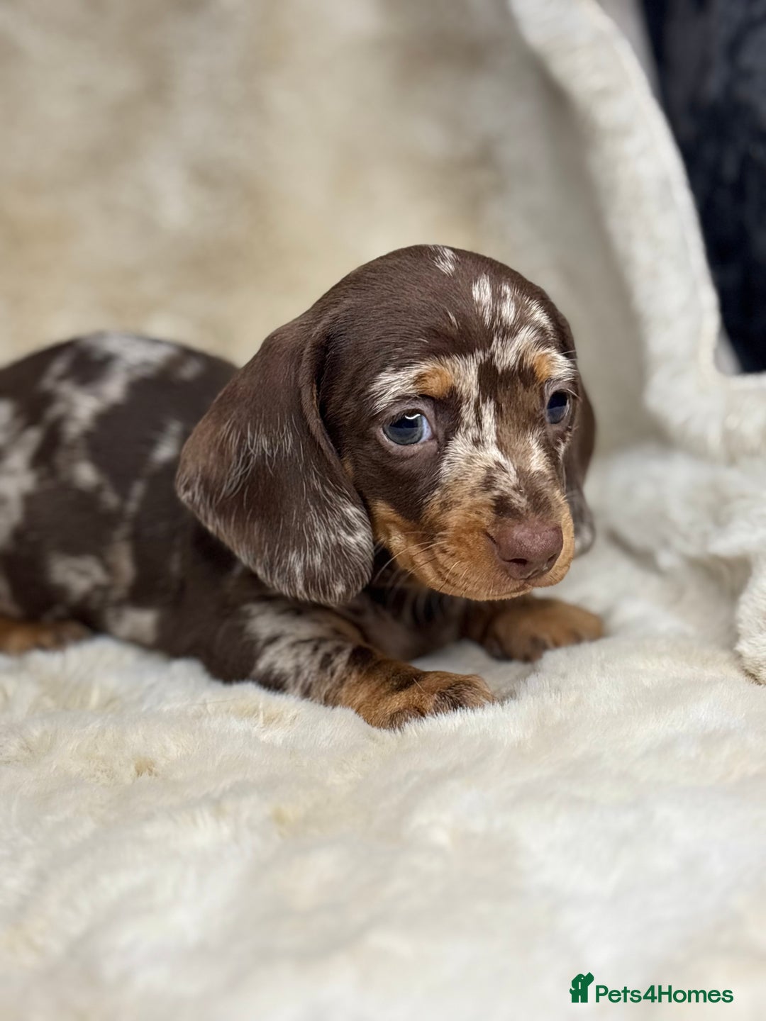 Miniature Dachshund dogs for sale: Quality health tested mini smooth dachshund pups  - Advert 7
