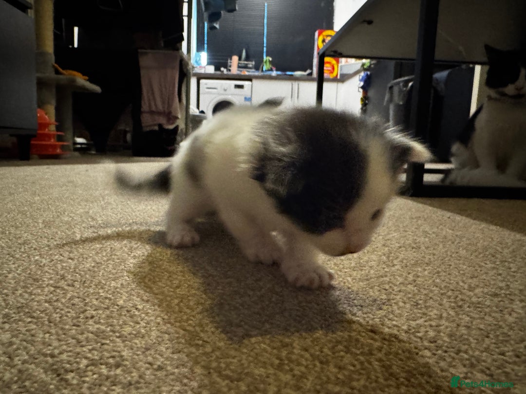 British Longhair cats for sale: Black and white long hair kittens for sale - Advert 22