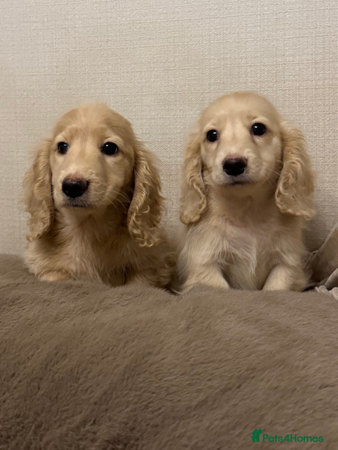 Miniature Dachshund dogs for sale: Two kennel club pra clear dachshund boys Longhair - Advert 1