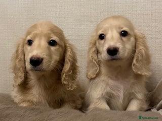 Miniature Dachshund dogs Two kennel club pra clear dachshund boys Longhair - Advert 1