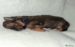 Mixed Breed dogs for sale: Yorkshire Terrier x Pomeranian Puppys - Advert 18