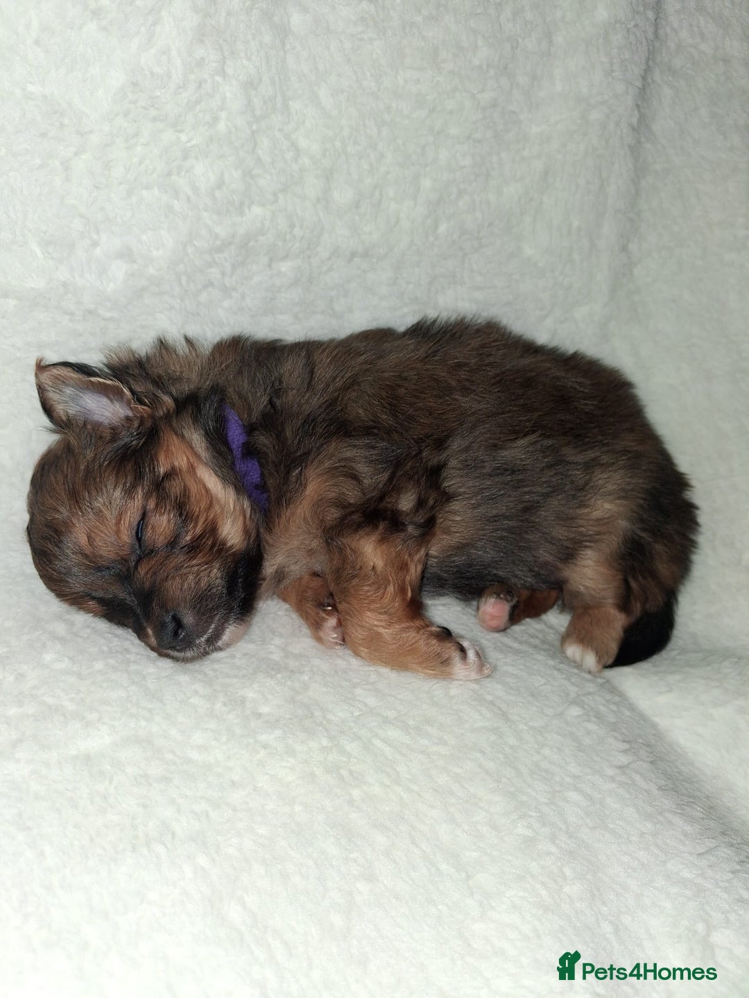 Mixed Breed dogs for sale: Yorkshire Terrier x Pomeranian Puppys - Advert 18