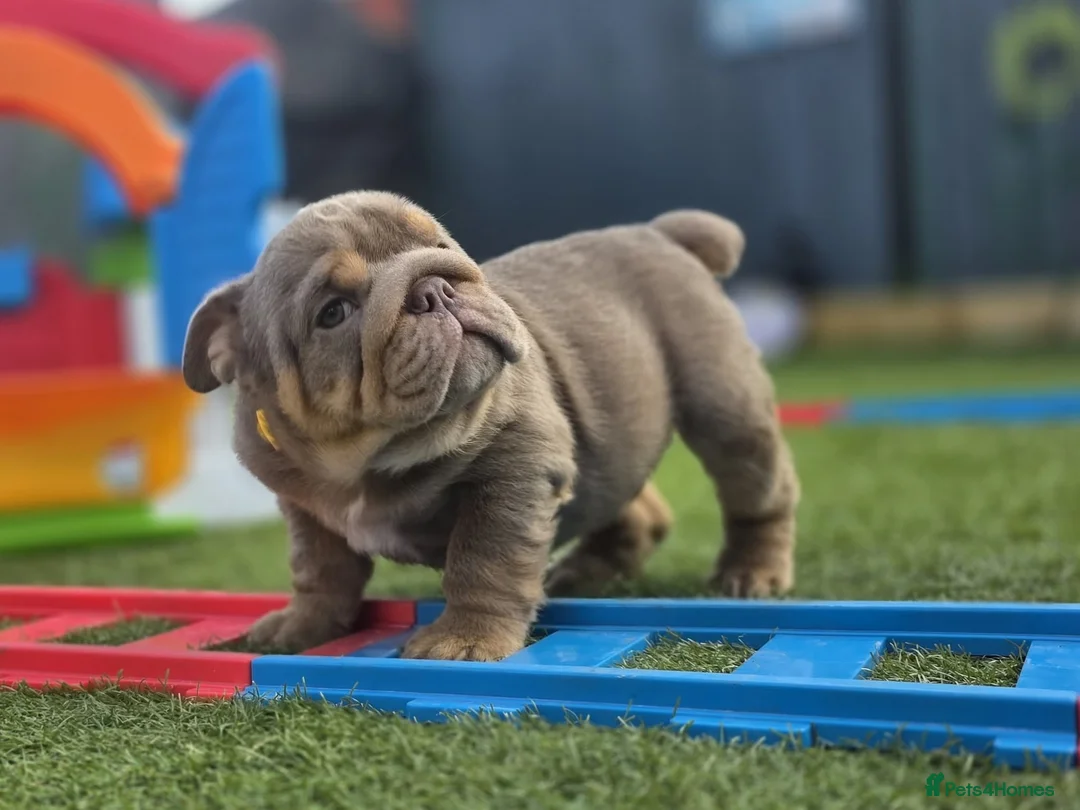 English Bulldog dogs for sale: Litter of bulldogs  - Advert 2