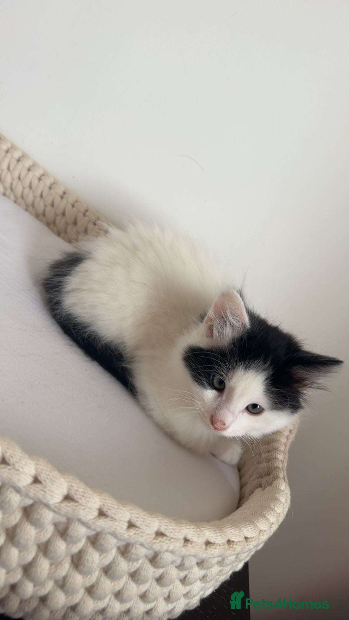 Mixed Breed cats Part Maine Coon black and white fluffy male cat - Advert 1