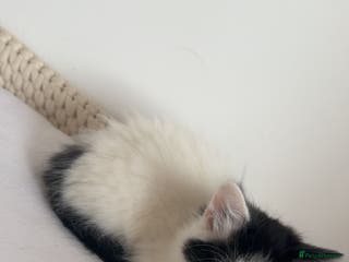 Mixed Breed cats Part Maine Coon black and white fluffy male cat - Advert 1