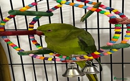 Budgerigars birds for sale: INDIAN RINGNECK - Image 2