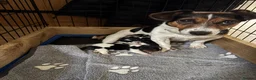 Jack Russell dogs for sale: 2 Gorgeous male Jackrussel  puppies for sale  in Wigton - Advert 11