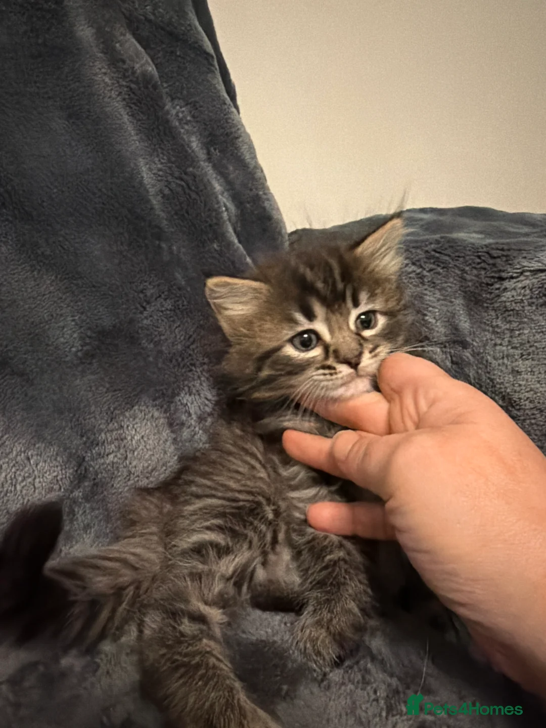Mixed Breed cats for sale: Ragdoll X Norwegian forest cat in Spalding - Advert 2