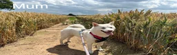 Japanese Shiba Inu dogs for sale: BEAUTIFUL RED PURE BREED SHIBA INU PUPPIES 💜 in Swadlincote - Advert 11