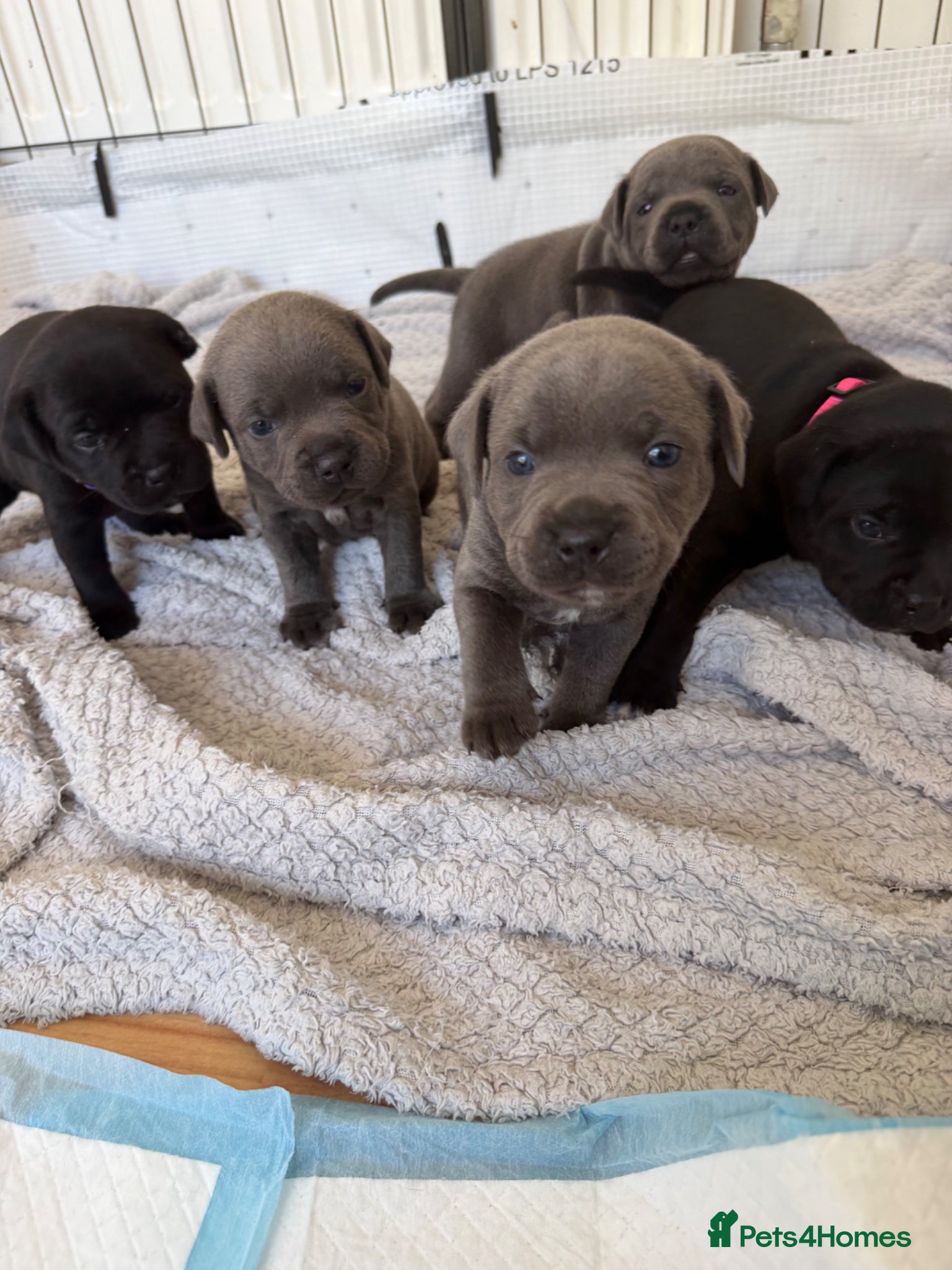 Staffordshire Bull Terrier dogs KC REG CHAMPION Staffordshire bull terrier puppies - Advert 1