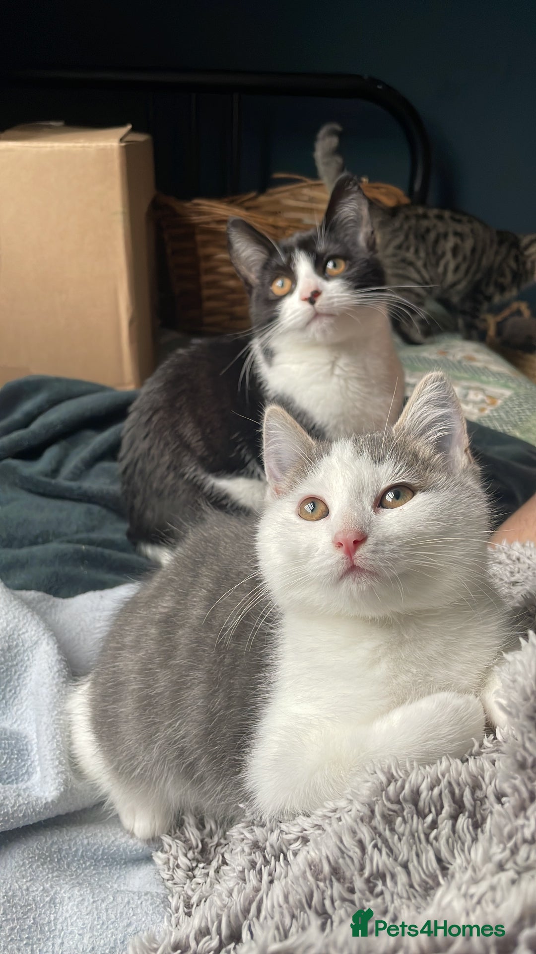 Domestic Shorthair cats for adoption: Cleo & Sage, 4 month old kitten pair  - Advert 8
