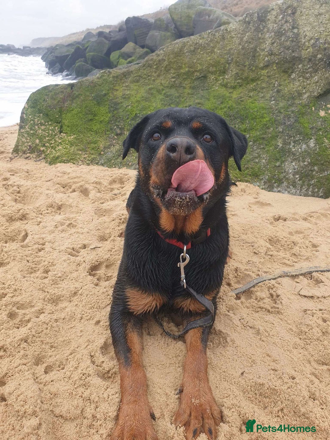 Rottweiler dogs for sale: Rottweiler  - Advert 1