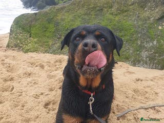 Rottweiler dogs Rottweiler - Advert 5