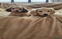 Dachshund dogs for sale: Miniature dachshunds - Image 40
