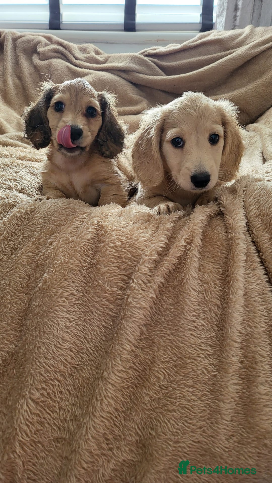 Dachshund dogs for sale: Miniature dachshunds - Image 40