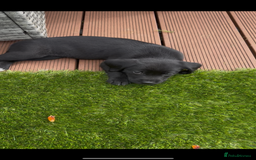 Springador dogs for sale: Springador puppies  - Image 7