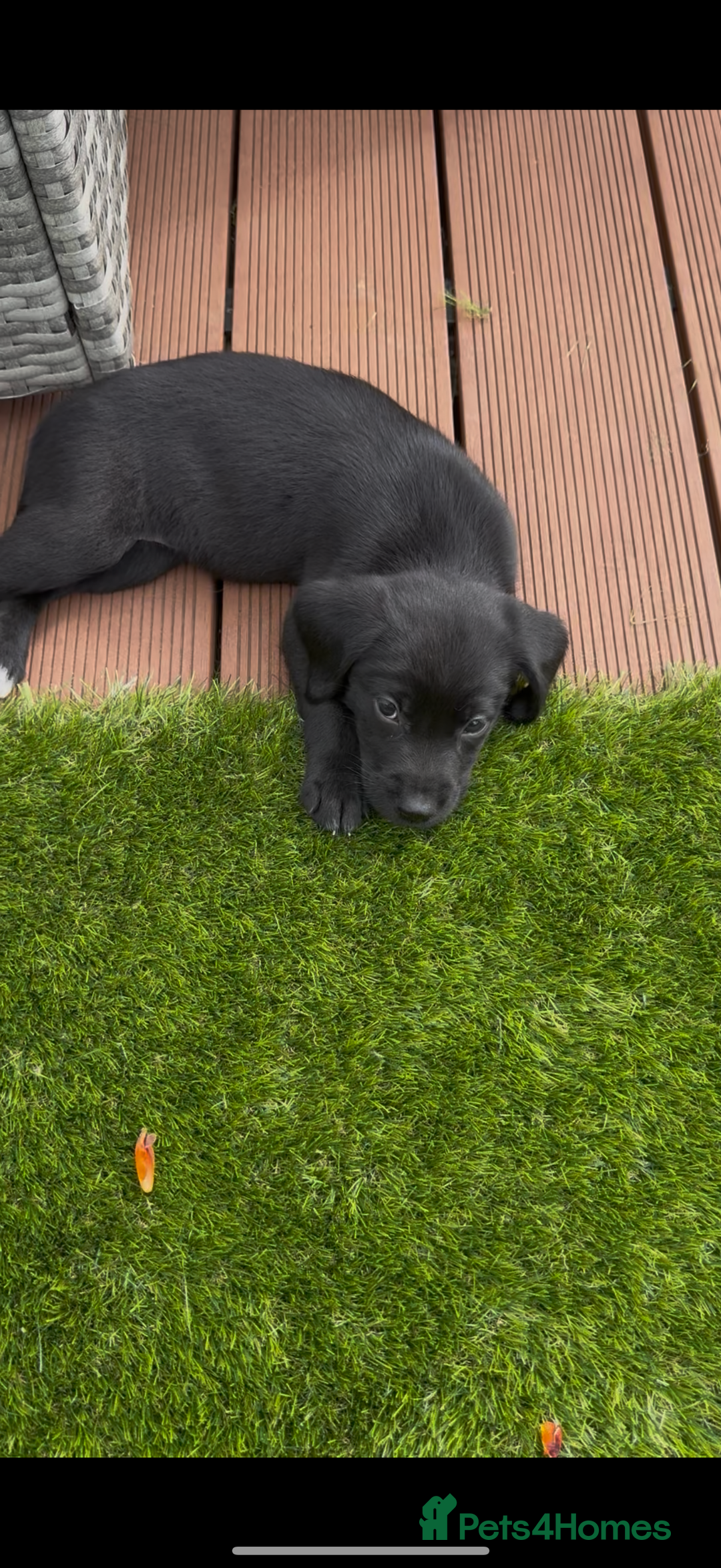 Springador dogs for sale: Springador puppies  - Image 7