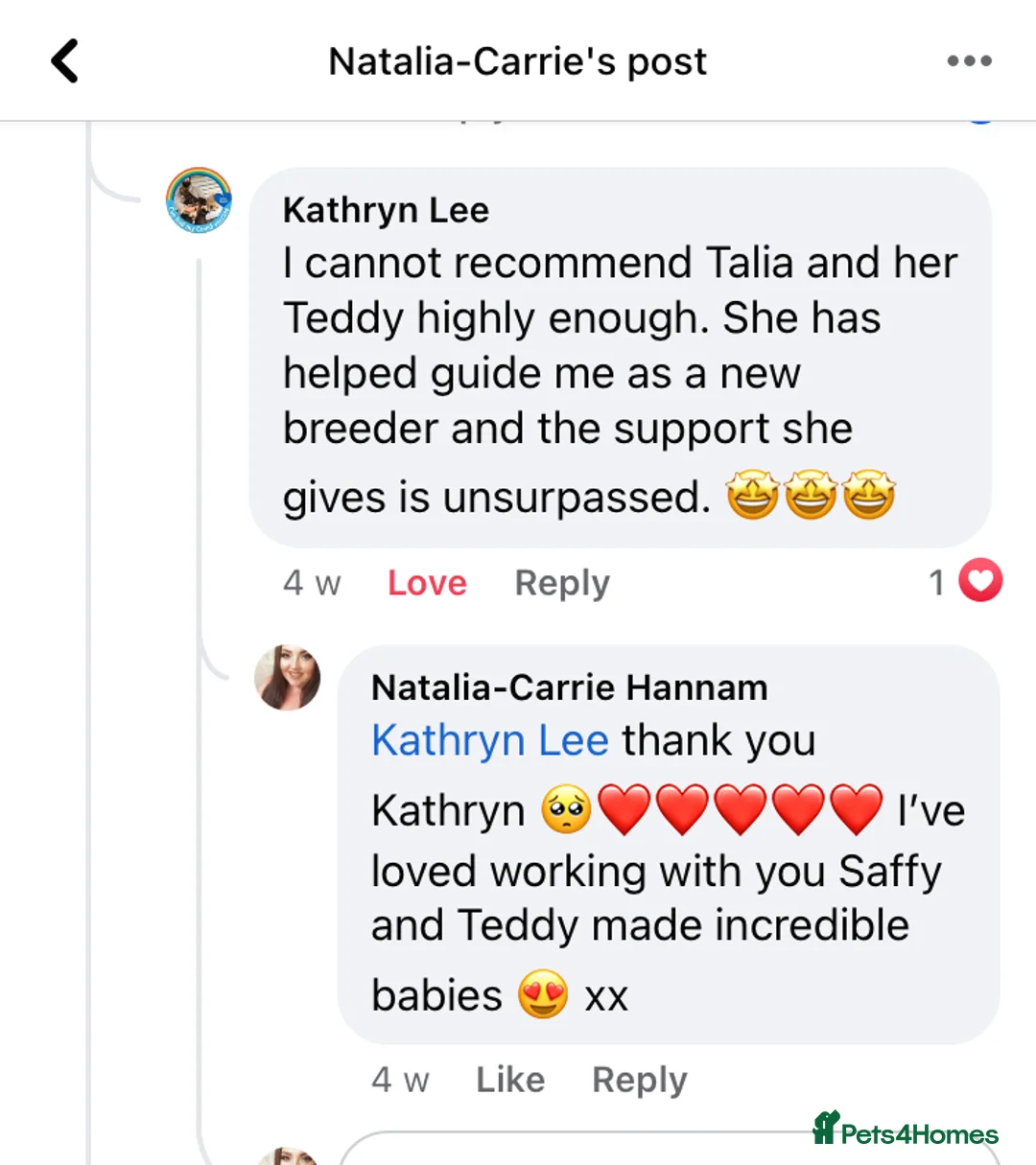 Toy Poodle dogs for stud: Champion Line KC Apricot Toy Poodle Stud in Ringwood - Advert 23