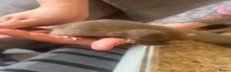 Rat rodents for sale: Rats for sale  - Advert 15