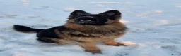 German Shepherd dogs for sale: Long haired German shepherd puppies  - Advert 2