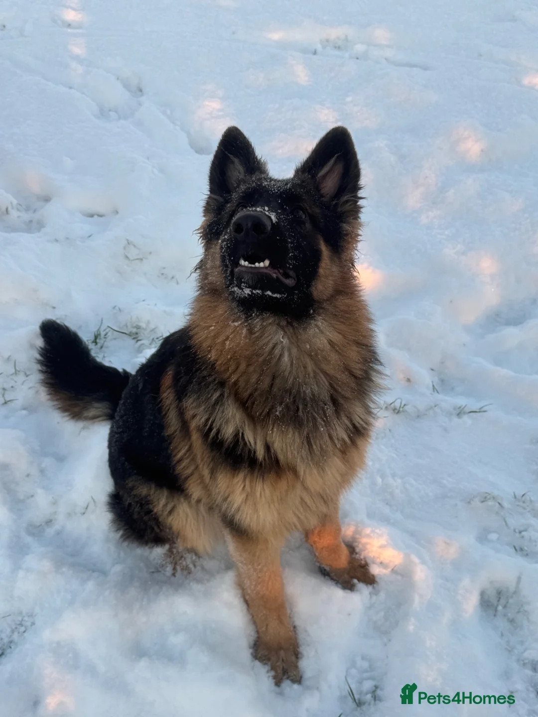 German Shepherd dogs for sale: Long haired German shepherd puppies  - Advert 2