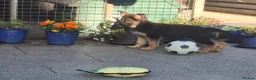 German Shepherd dogs for sale: KC Health Tested Gsd READY NOW! - Advert 14