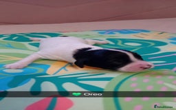 Mixed Breed dogs for sale: F1 Cockapoo x F1 Cavapoo Puppies (double doodles) - Image 2