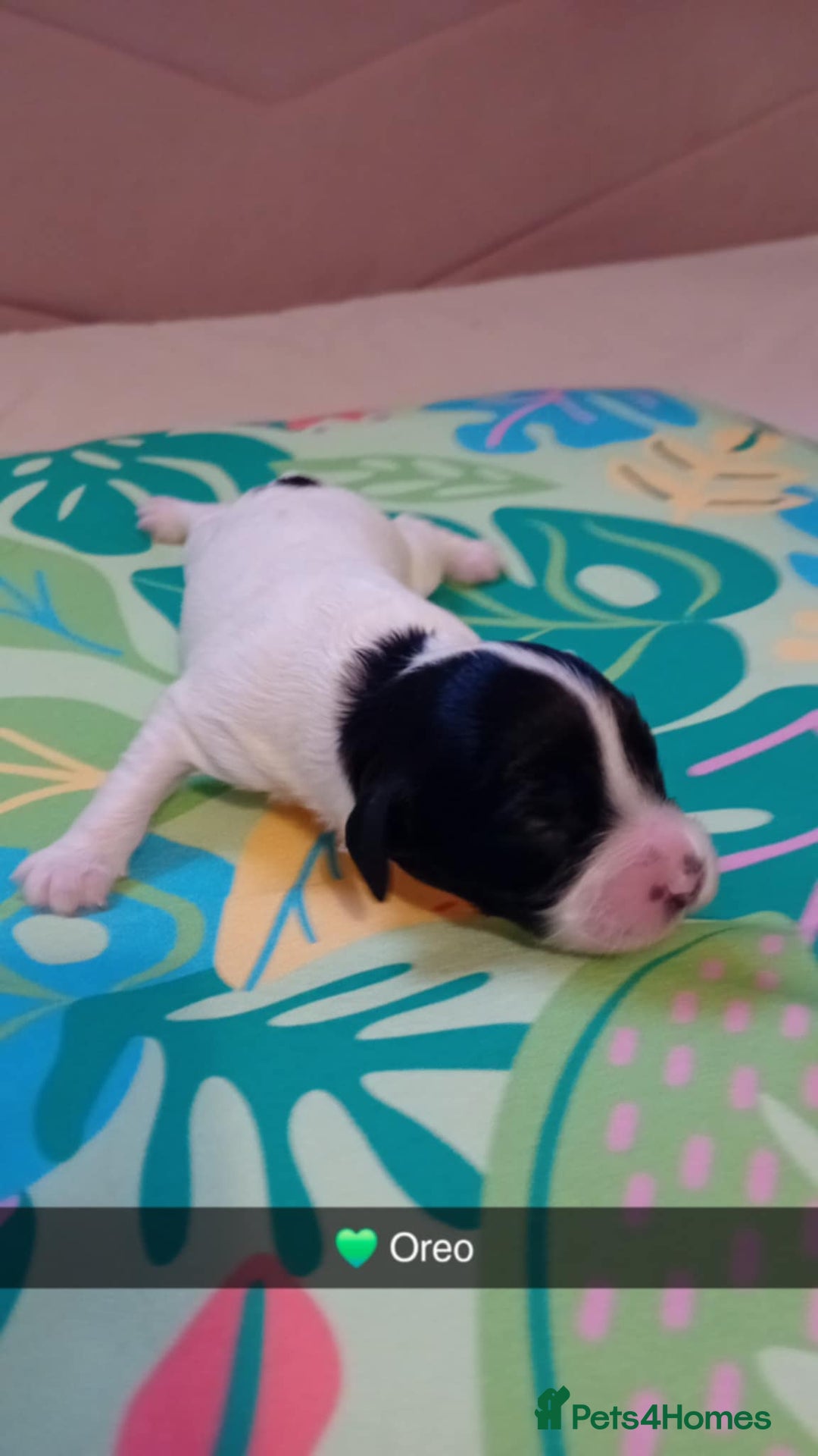 Mixed Breed dogs for sale: F1 Cockapoo x F1 Cavapoo Puppies (double doodles) - Image 2