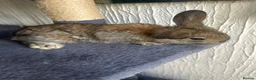 Continental Giant rabbits for sale:  Continental giant babies  - Advert 18