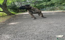 Presa Canario dogs for stud: Working line Presa for stud puppy deals available  - Image 2