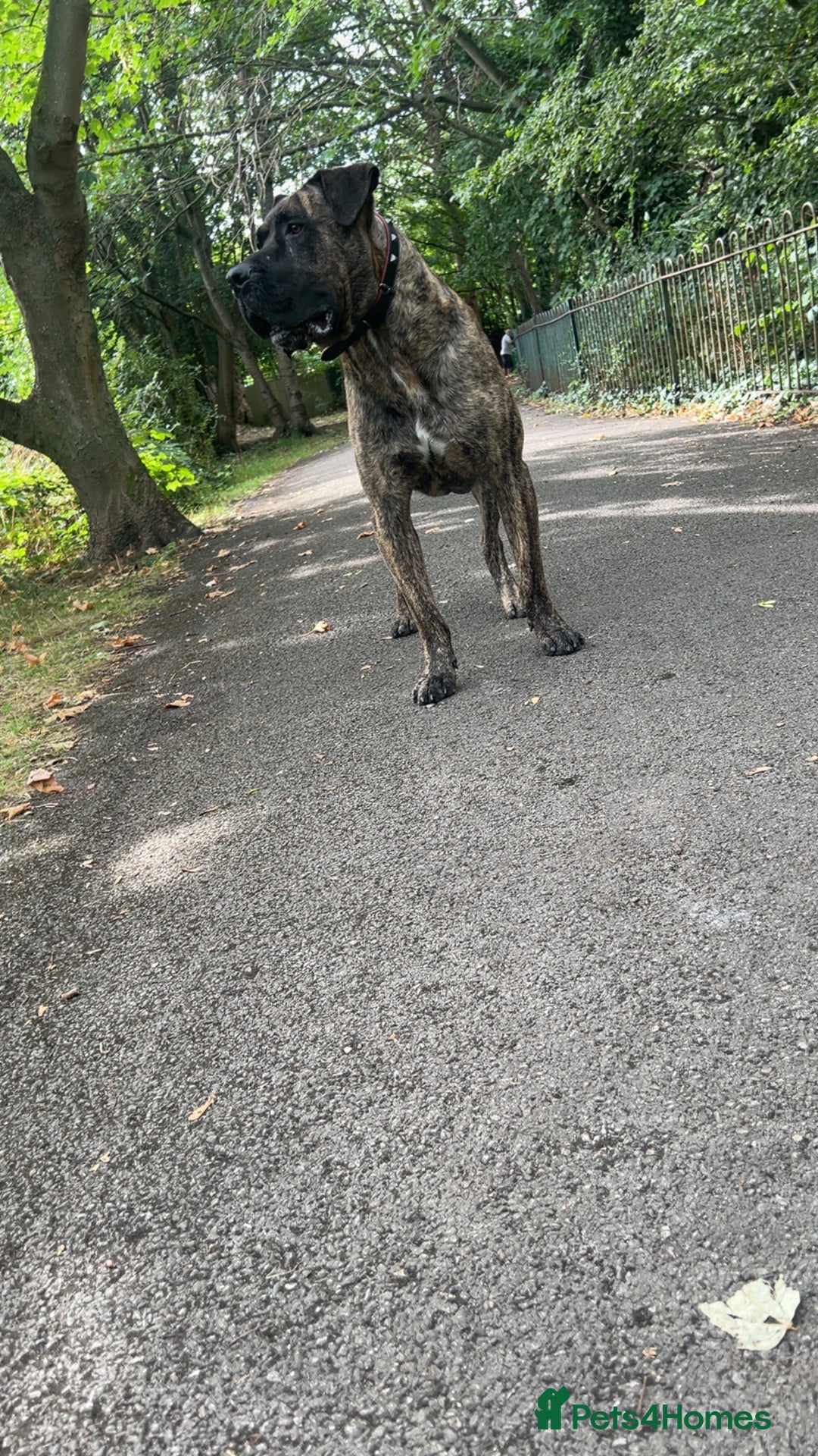 Presa Canario dogs for stud: Working line Presa for stud puppy deals available  - Image 2