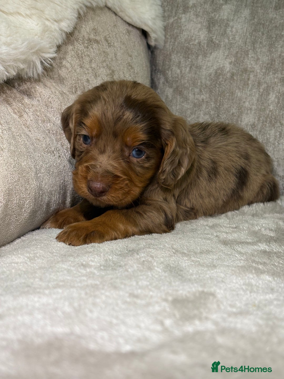 Cocker Spaniel dogs for sale: Stunning cocker spaniel puppies - Advert 9