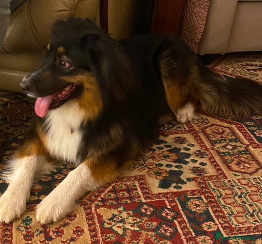 Australian Shepherd dogs for sale: Young Australian Shepherd female dog for sale - Image 13