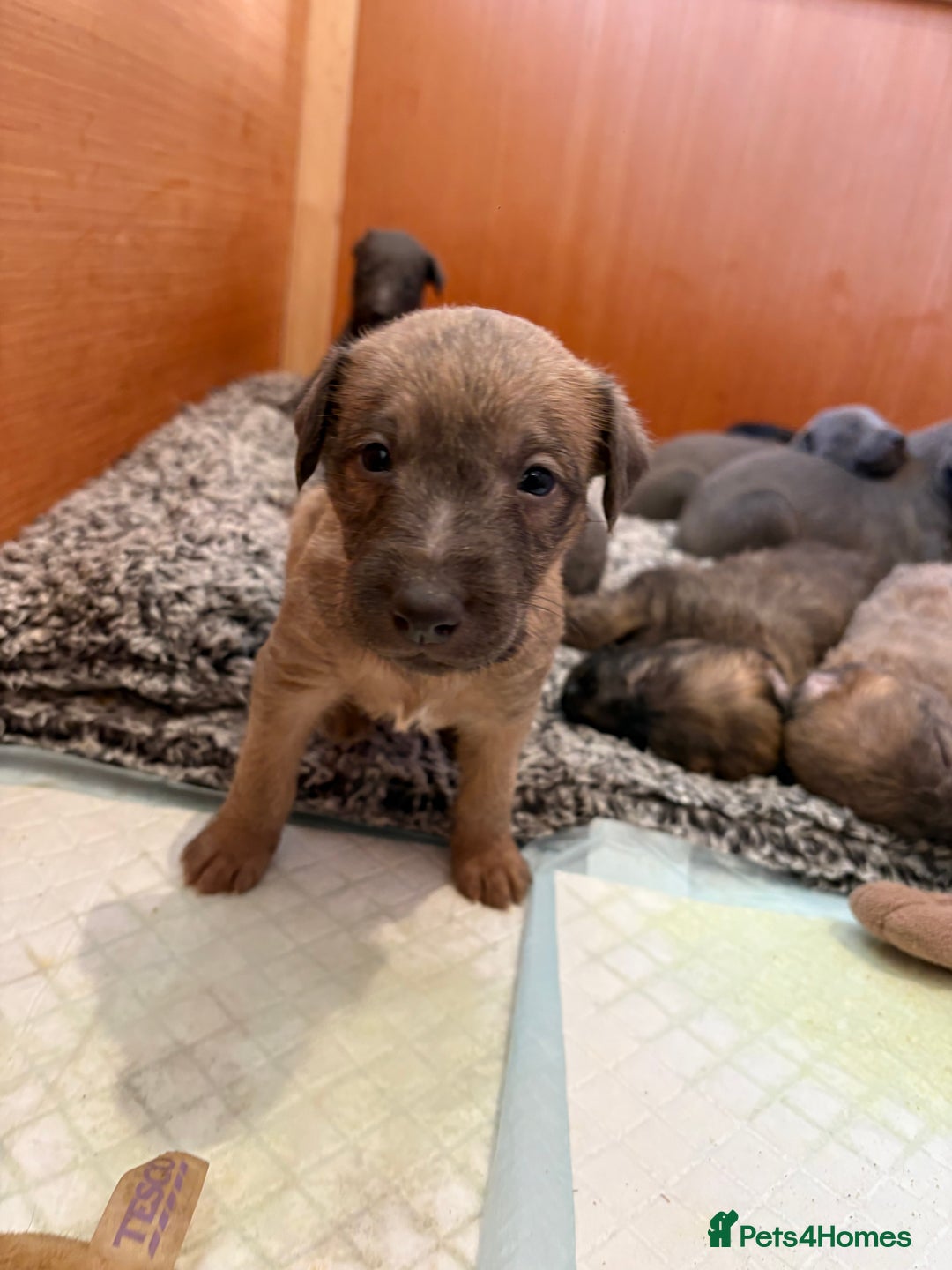 Mixed Breed dogs for sale: Bedlington whippet puppies  - Advert 6