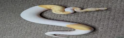 Python Snake reptiles for sale: 2025 Royal Pythons available  in Telford - Advert 1