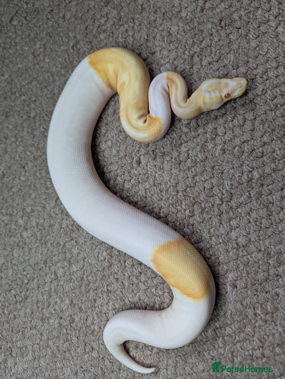 Python Snake reptiles for sale: 2025 Royal Pythons available  in Telford - Advert 1
