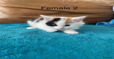 Mixed Breed cats - Advert 7