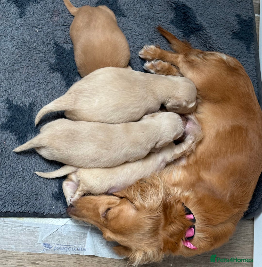 Dachshund dogs for sale: Cream Longhaired Miniature Dachshund Boys  - Image 2