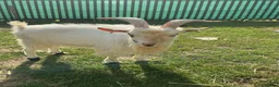 Goats livestock for sale: Two 1-Year-Old White Male Pygmy Goats - Advert 3