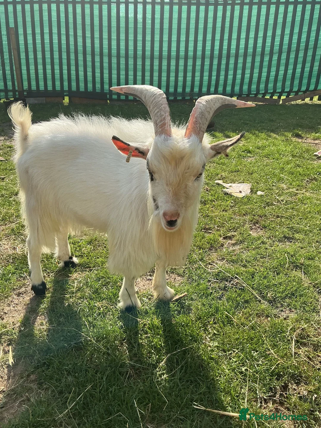 Goats livestock for sale: Two 1-Year-Old White Male Pygmy Goats - Advert 3