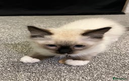 Ragdoll cats for sale: Ragdoll Kitten - Image 1
