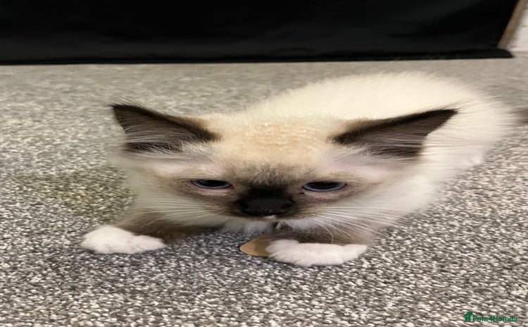 Ragdoll cats for sale - Advert 1